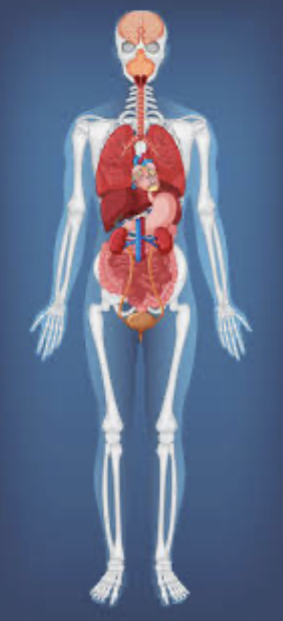 Anatomia humana — esqueleto e órgãos
